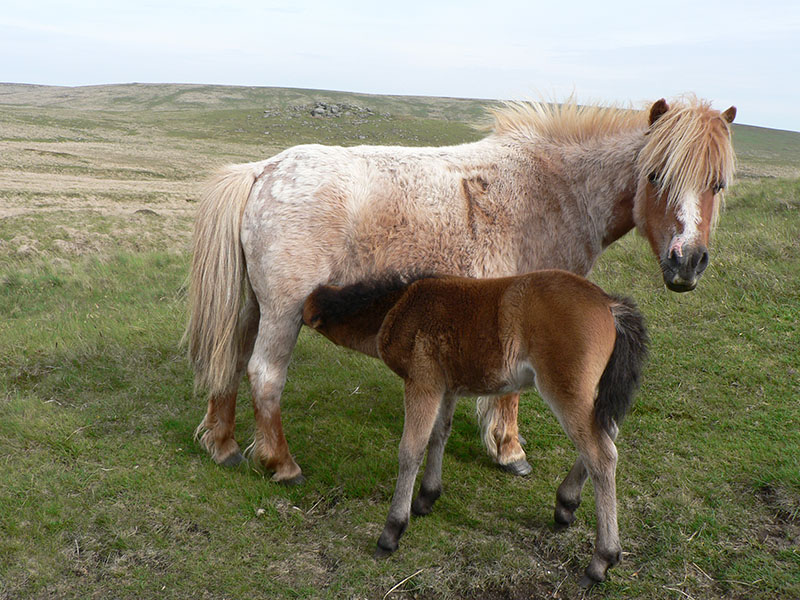 A Dartmoor Pony with a nursing foal out in the pasture.