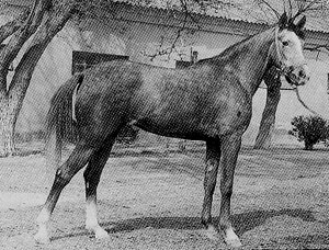 A black and white photo of a Deliboz horse standing in the yard.