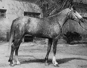 A black and white photo of a Deliboz horse standing and looking foward.