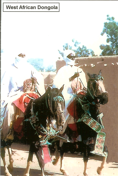 Two West African Dongola horses with riders dressed in tribal attire.