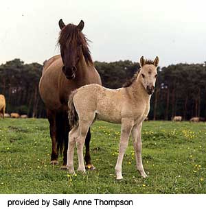 A Dulmen pony and foal in the pasture provided by Sally Anne Thompson.