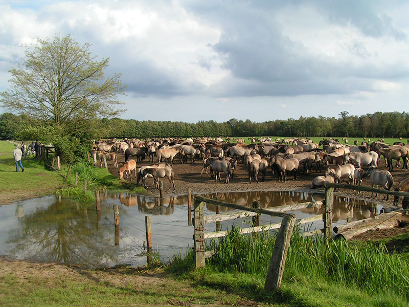 A herd of Dulmen ponies in a pen.