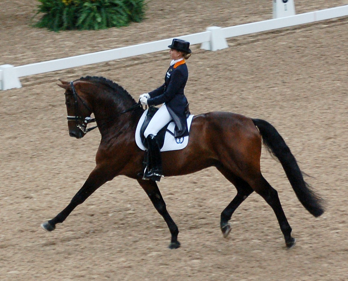 Dutch Warmblood Show pulando Hipismo, por favor, não suba livremente, cavalo,  diverso png