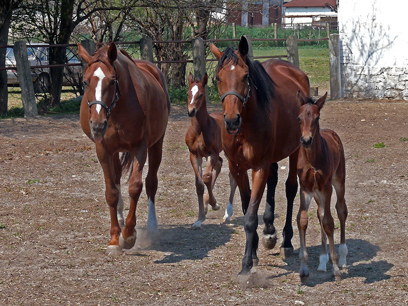 East Bulgarian horses and their foals walking in a pen.