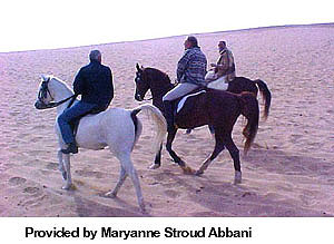 A group of Egyptian horses being ridden in the desert provided by Maryanne Stroud Abbani.