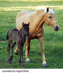 An Estonian Native horse and foal walking on the grass provided by Ingrid Roht.