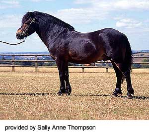 An Exmoor pony standing with a halter and lead rope in the grass provided by Sally Anne Thompson.