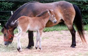 An Exmoor pony eating hay from the ground and her foal standing next to her.