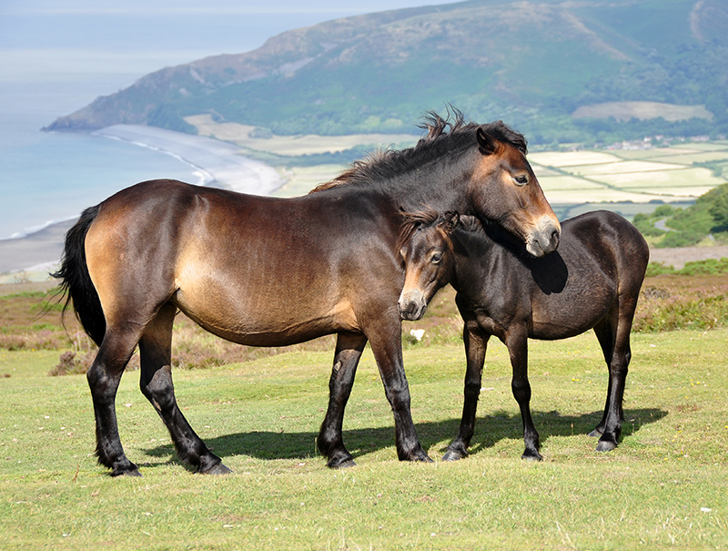 An Exmoor pony and her foal. 