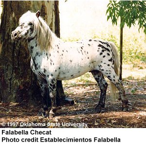 A spotted Falabella horse also known as Falabella Checat standing next to a tree photo credit Establecimientos Falabella.