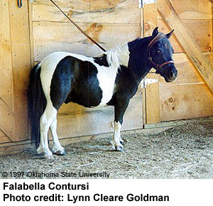 A black and white paint-colored Falabella horse also known as Falabella Contursi photo credit Lynn Cleare Goldman.