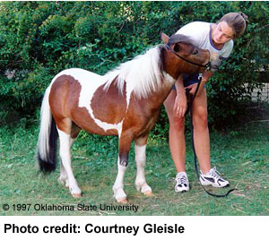 A brown and white paint-colored Falabella horse standing with its head touching a woman photo credit Courtney Gleisle.