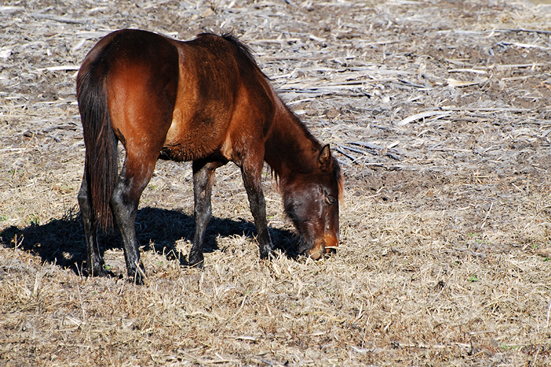 A Florida Cracker horse eating grass. 