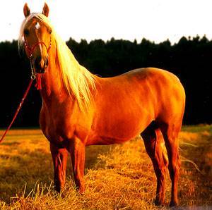 Full body shot of a Golden America Saddlebred horse in a field. 