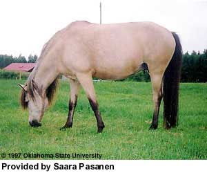 A buckskin Gotland horse eating grass provided by Saara Passanen.