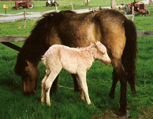 A Gotland horse and foal in the pasture.