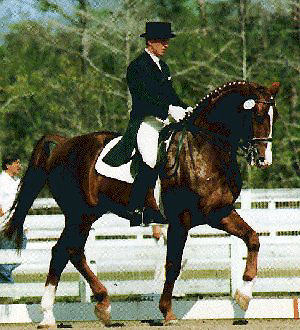 A Hanovarian horse with rider in the show ring.