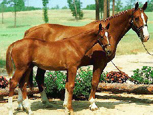 A Hanovarian mare and a foal standing next to each other being held by a handler.