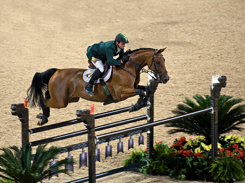 A Hanoverian horse being ridden over a jump in an arena.