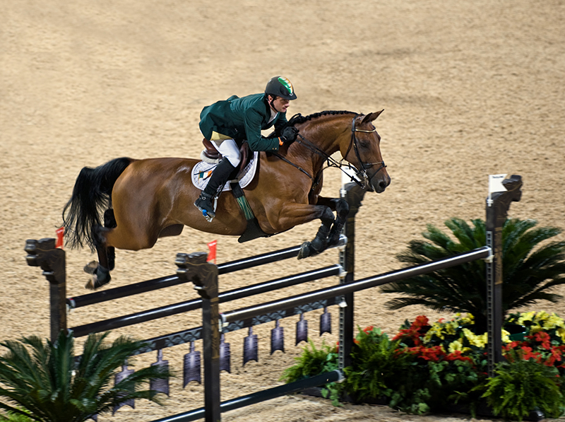 Hanoverian Horses | Oklahoma State University