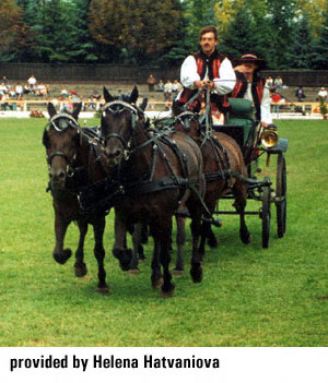 A team of Hucul horses pulling a wagon in a field provided by Helena Hatvaniova.
