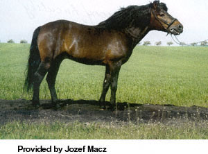 A brown Hucul horse standing in a field with the bridle on provided by Jozef Macz.