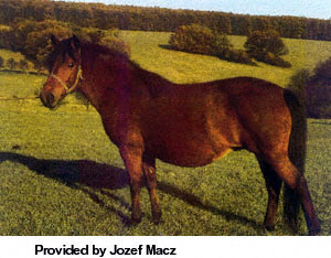 A bay Hucul horse standing in the pasture provided by Jozef Macz.