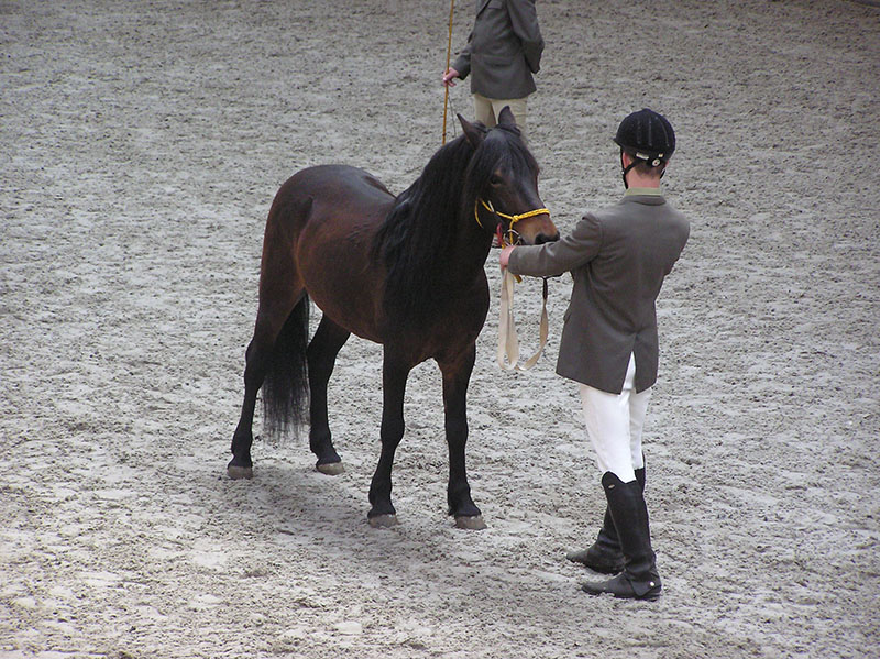 A Hucul horse being squared up by handler in the show arena. 