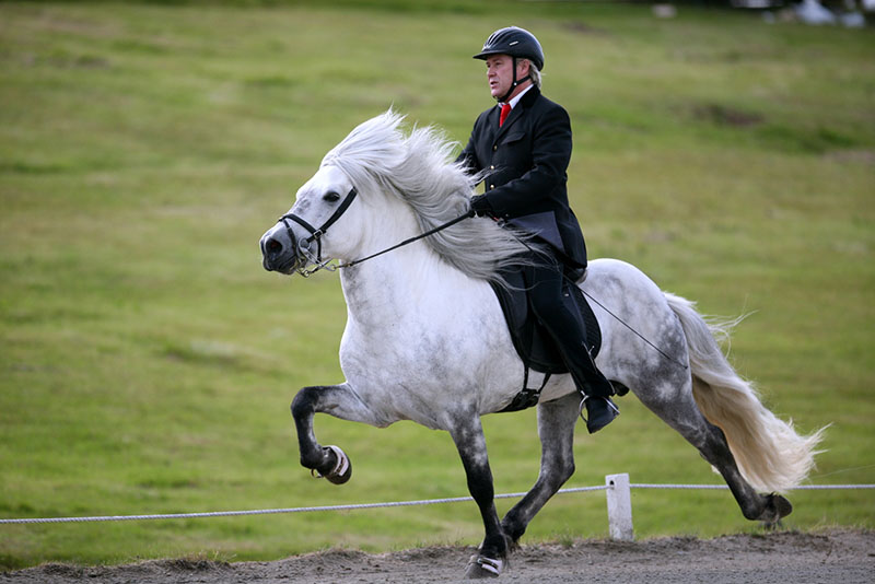 An Icelandic horse and rider long trotting through the field. 