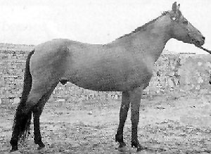 A Iomud horse standing in a field with halter and lead rope. 