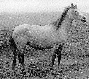 An Iomud horse with ears perked standing in a rocky pasture.