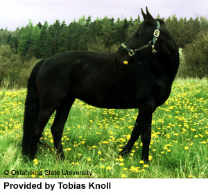 A black Kabarda horse standing in a field provided by Tobias Knoll.