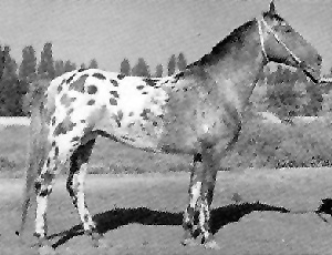 A speckled Karablair horse standing with a bridle on.