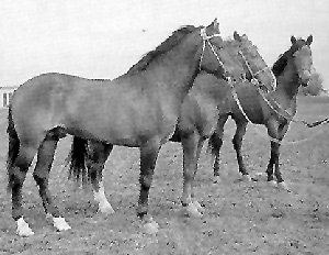 Three karablair horses standing in the grass.