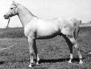 A Karabakh horse standing in the grass with a bridle.