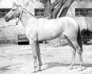 A Karabakh horse standing in a halter.