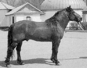 A Kazakh horse standing in a halter.