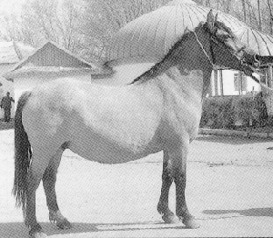 A Kazakh horse standing in a bridle.