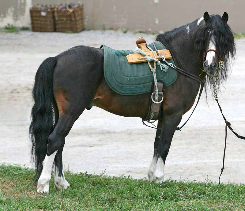 A saddled Kerry Bog pony. 