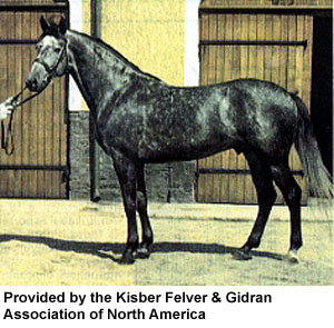 A gray Kisber Felver horse being held by the reins from a handler provided Kisber Felver & Gidran Association of North America.