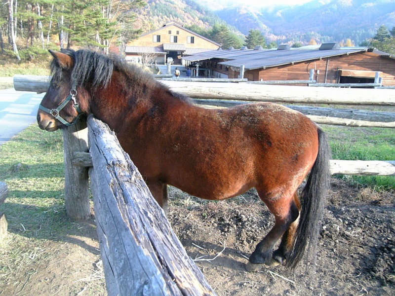 A bay Kiso horse standing along a fence.