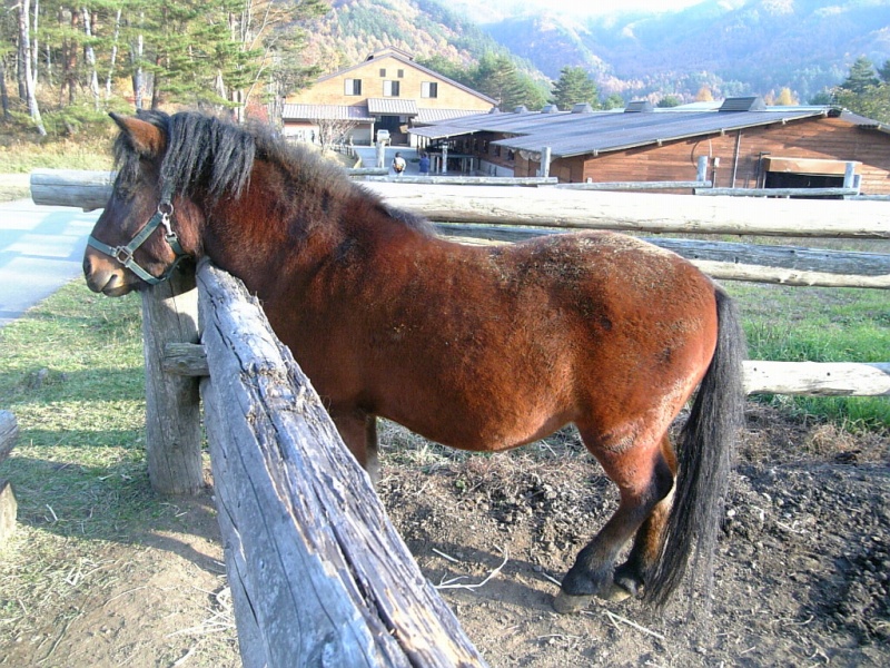 File:Appaloosa stallion.JPG - Wikipedia