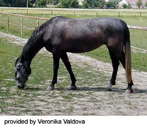 A gray Kladruby horse grazing on grass provided by Veronika Valdova.