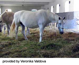 A white Kladruby horse in a barn provided by Veronika Valdova.