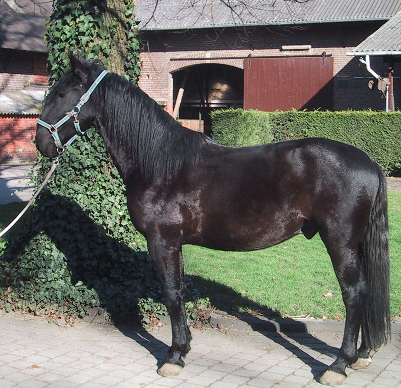 A black Kladruby horse with a halter and lead rope.
