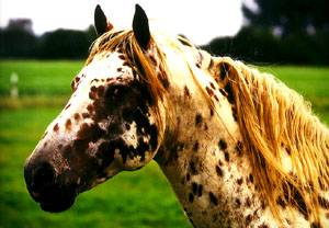 Headshot of a spotted Knabstrup horse. 
