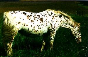 A Knabstrup horse eating grass. 