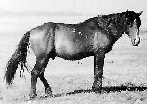 A Kushum horse standing in a field of grass.