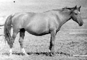 A pregnant Kushum mare standing in a field.