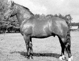 A Latvian horse standing in the grass.